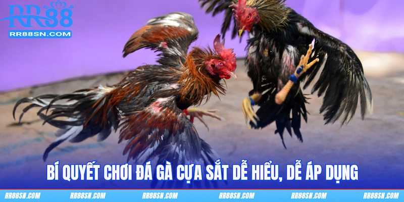 Bí quyết chơi đá gà cựa sắt dễ hiểu, dễ áp dụng